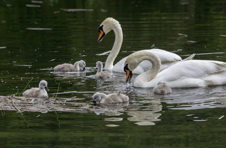 sfaturi de parenting