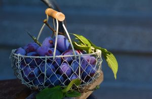 prune uscate in alaptare