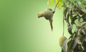 mango in alaptare