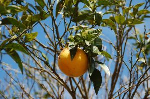 pomelo in alaptare