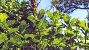 menta in alaptare
