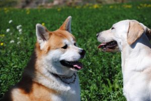 akita inu