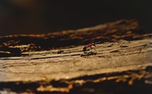 Poezia greierele si furnica versuri