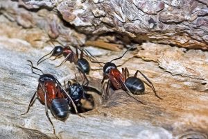 O furnica duce-n spate poezie versuri
