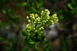 Catelusul schiop versuri