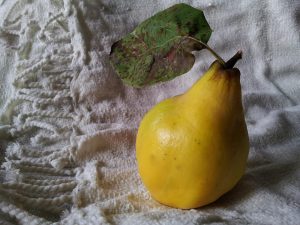 Versuri galbena gutuie