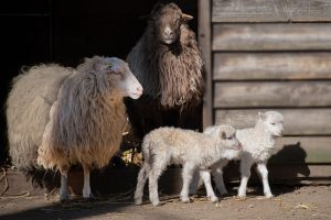 dermatita atopica bebelusi tratament
