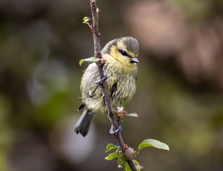 contact sexual dupa cezariana