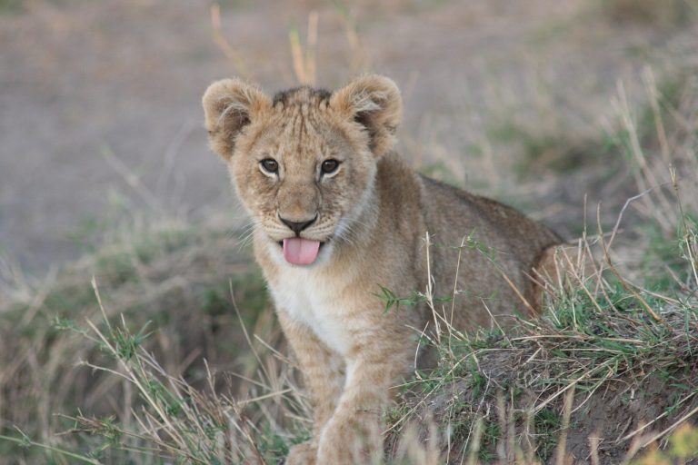 la cat timp dupa cezariana vine menstruatia
