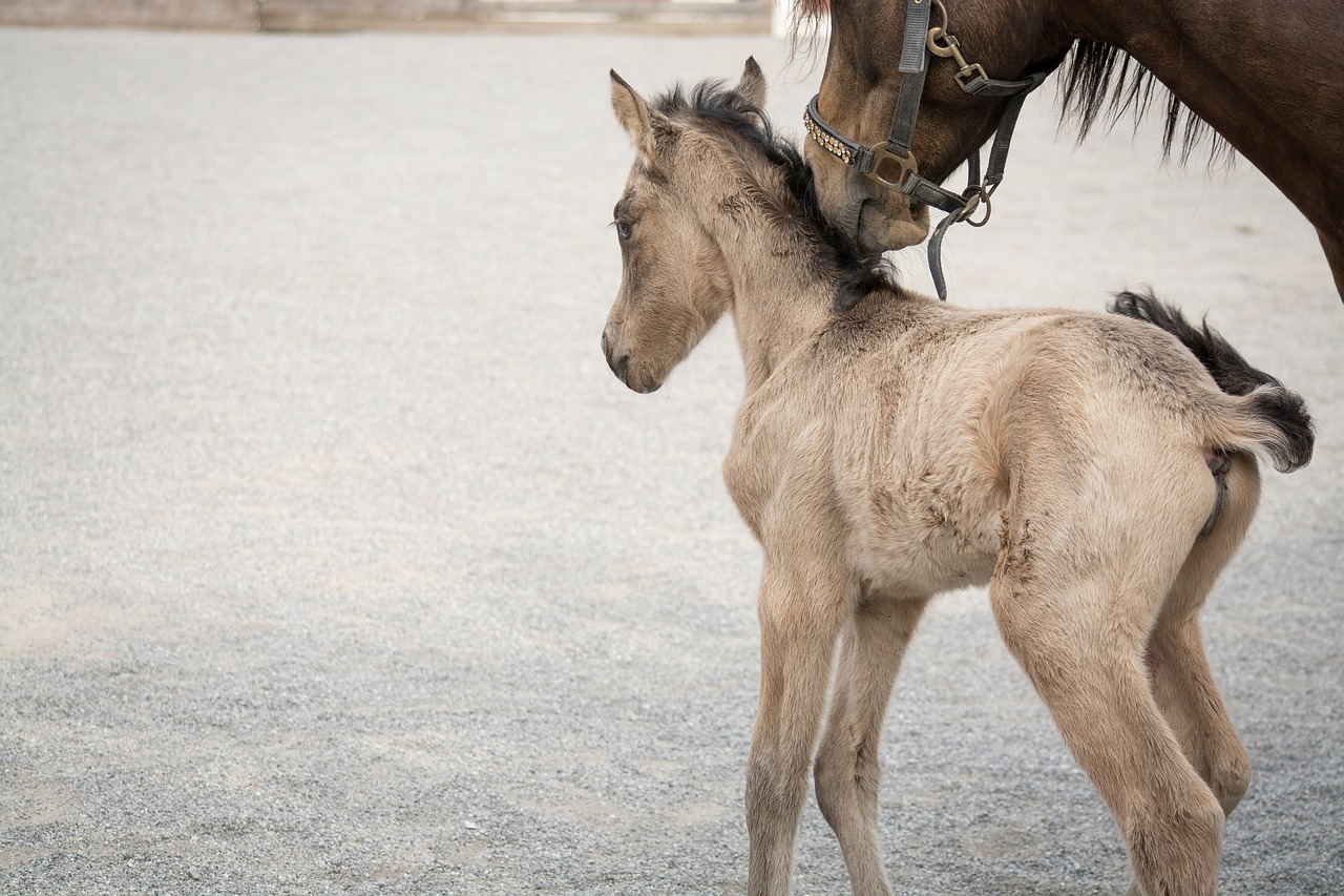 colici la mama dupa nastere